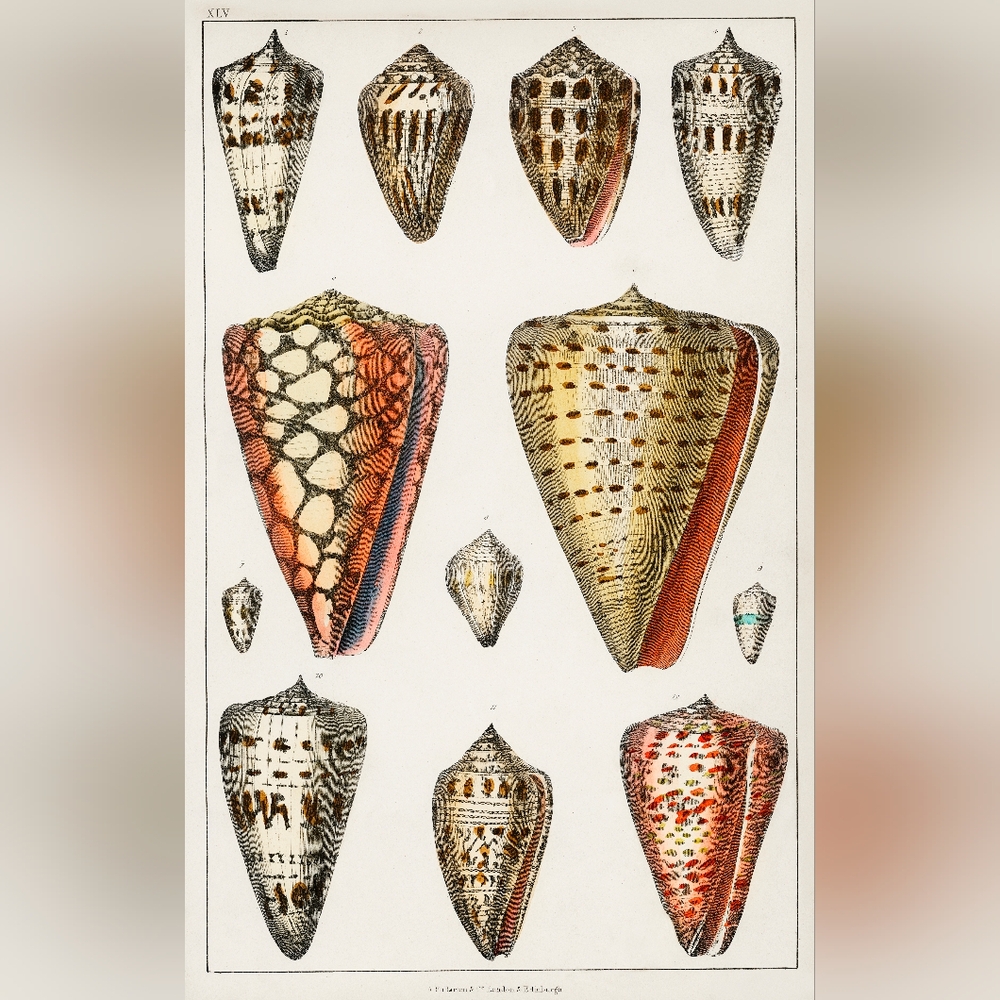 Natural Shell Pattern Art Print